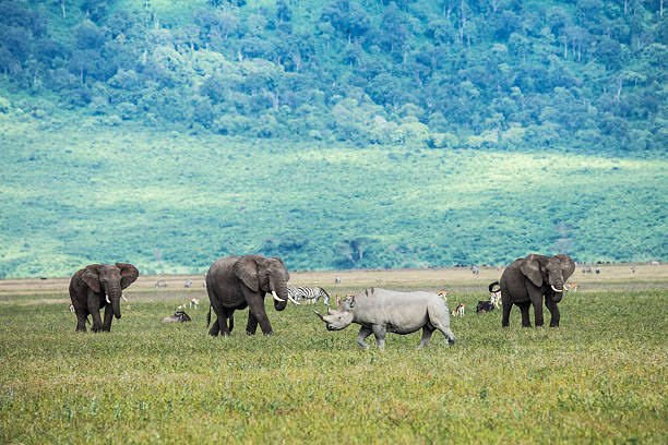 serengeti national park
