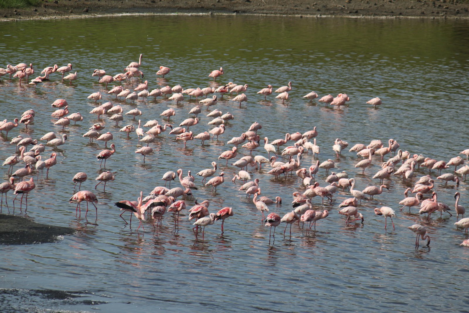 manyara safari tour